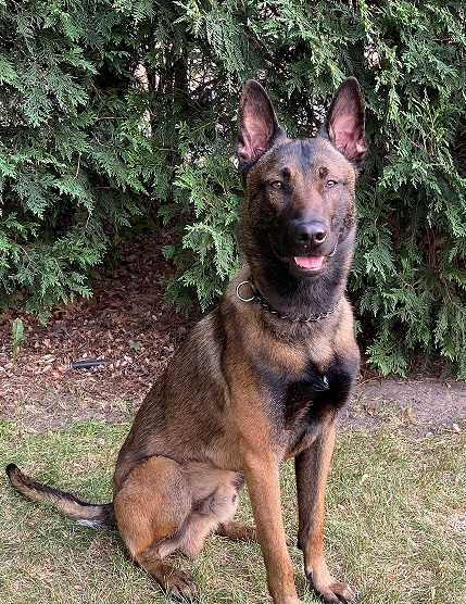 Image of K-9 Phoenix